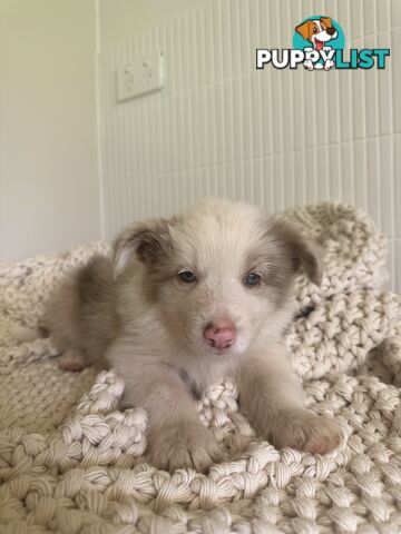 7x Beautiful Border Collie Puppies 🐶