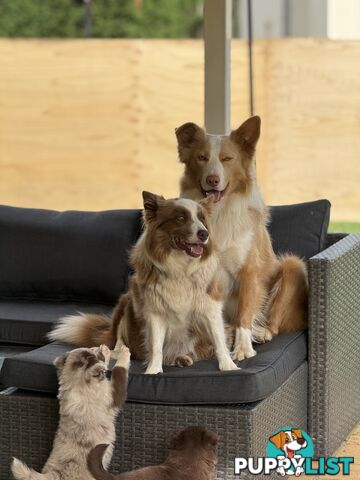 7x Beautiful Border Collie Puppies 🐶