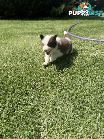 7x Beautiful Border Collie Puppies 🐶