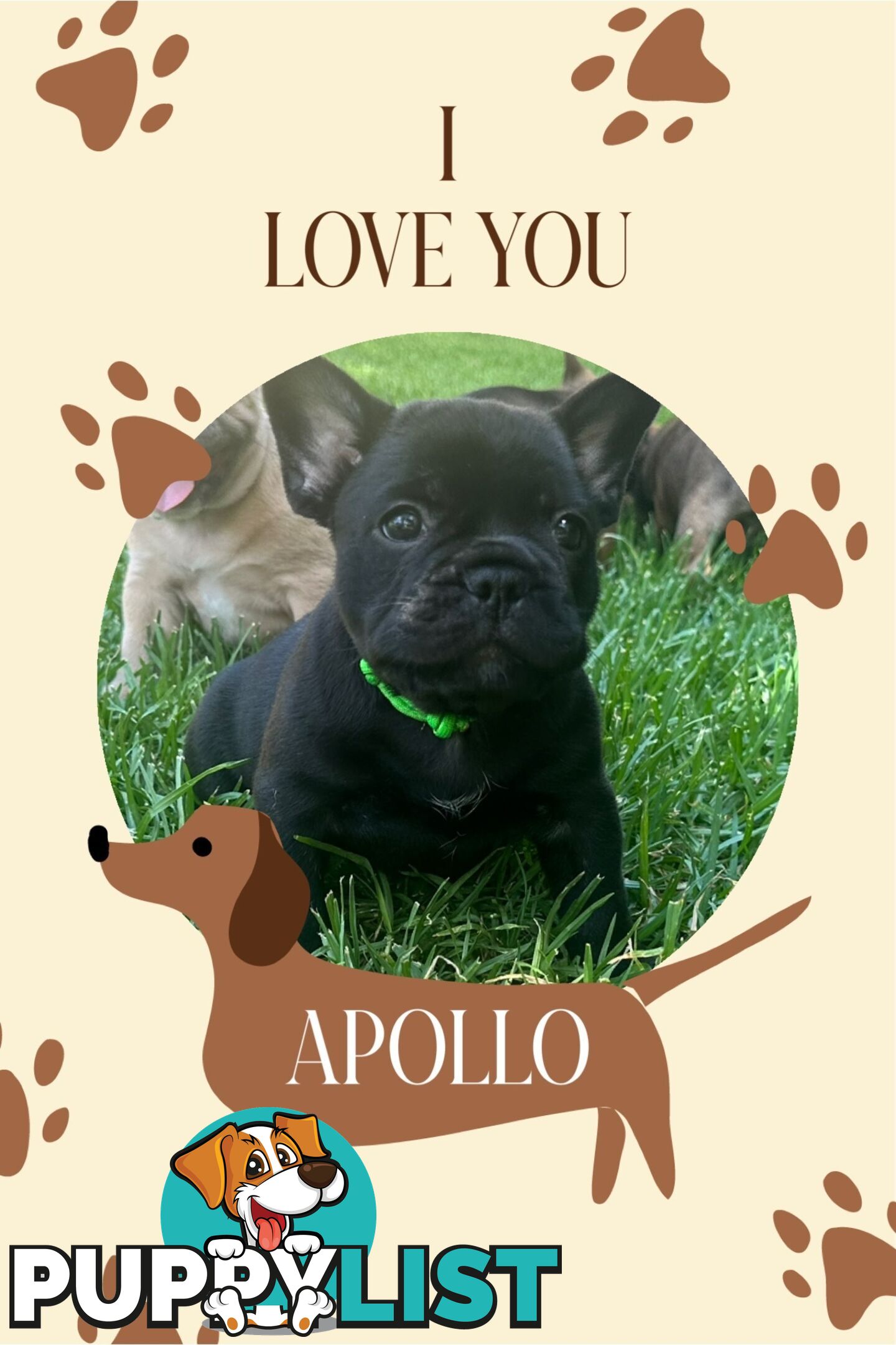 stunning French bulldog puppies @ACODEO purebred