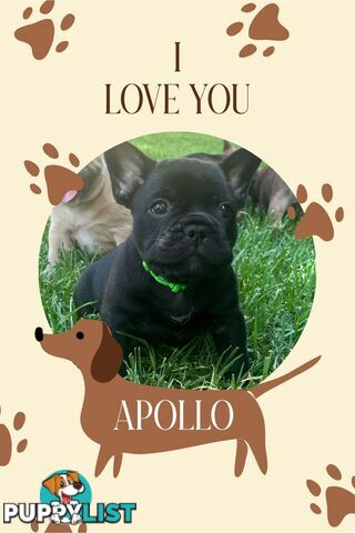 stunning French bulldog puppies @ACODEO purebred