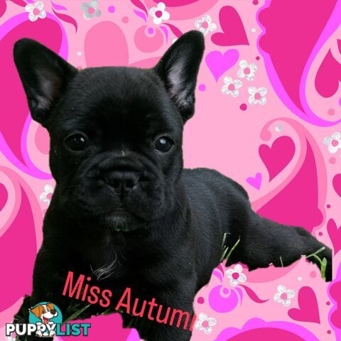 stunning French bulldog puppies @ACODEO purebred