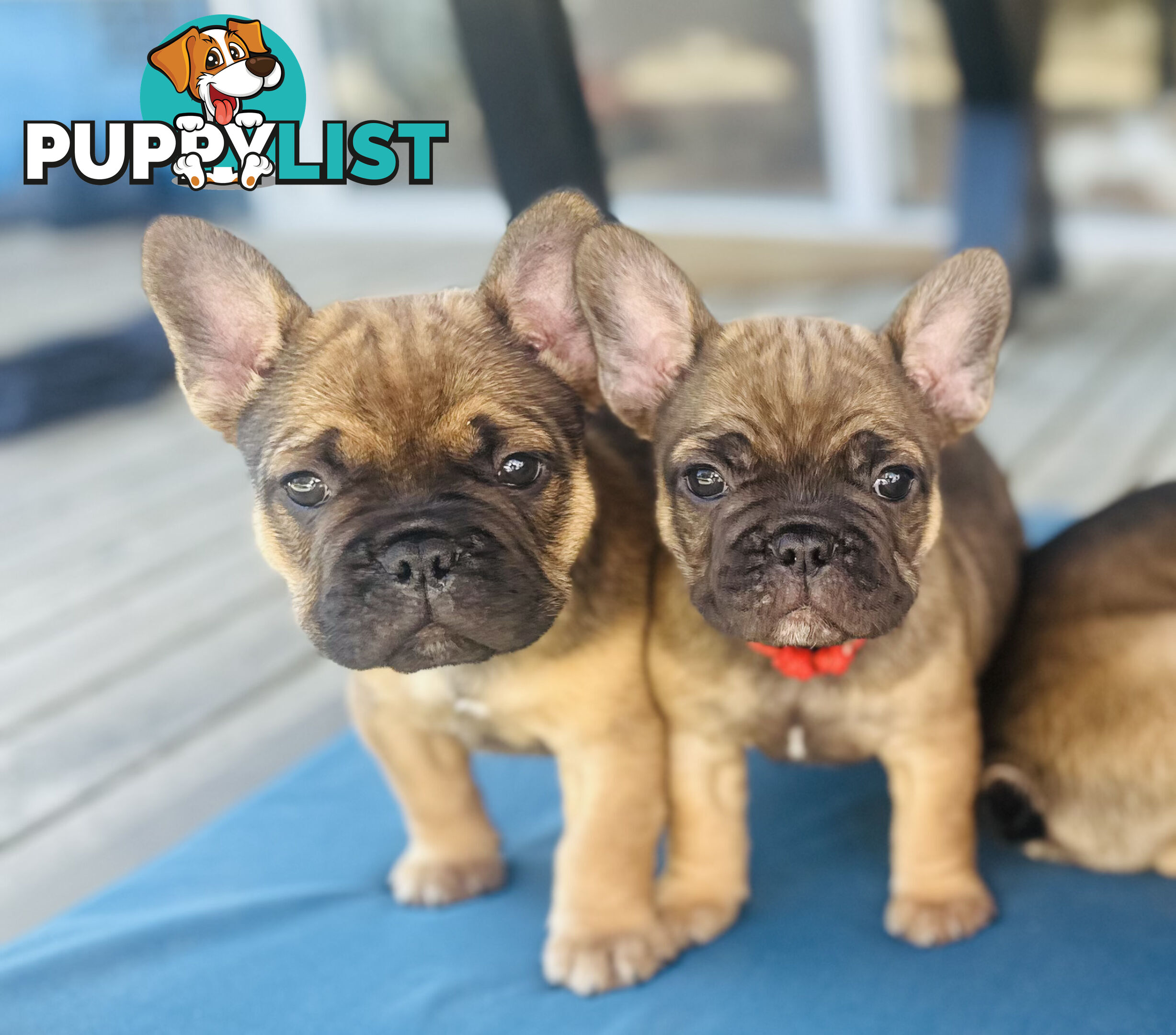 stunning French bulldog puppies @ACODEO purebred