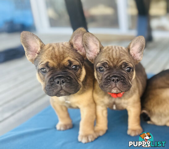 stunning French bulldog puppies @ACODEO purebred