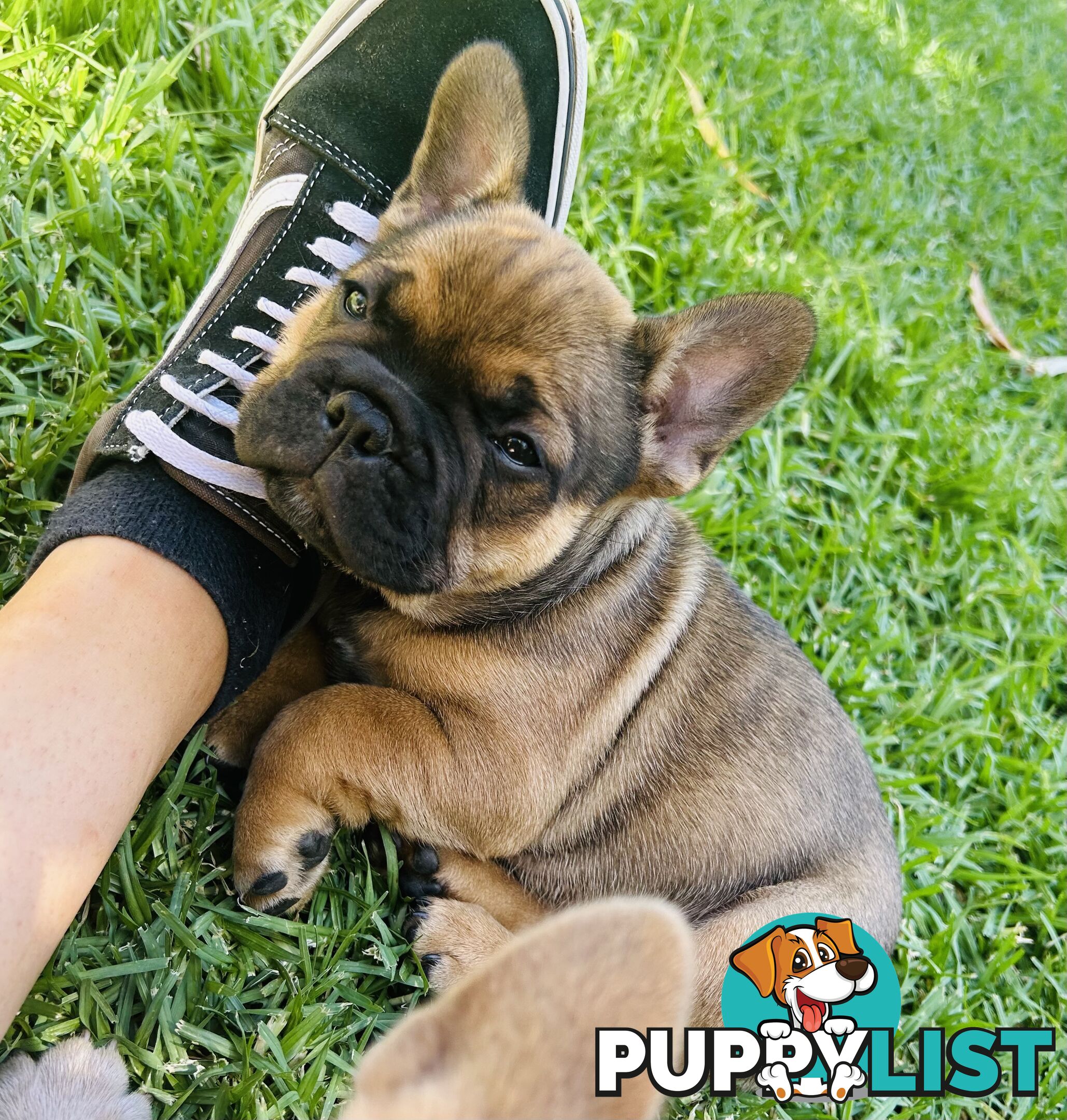 stunning French bulldog puppies @ACODEO purebred