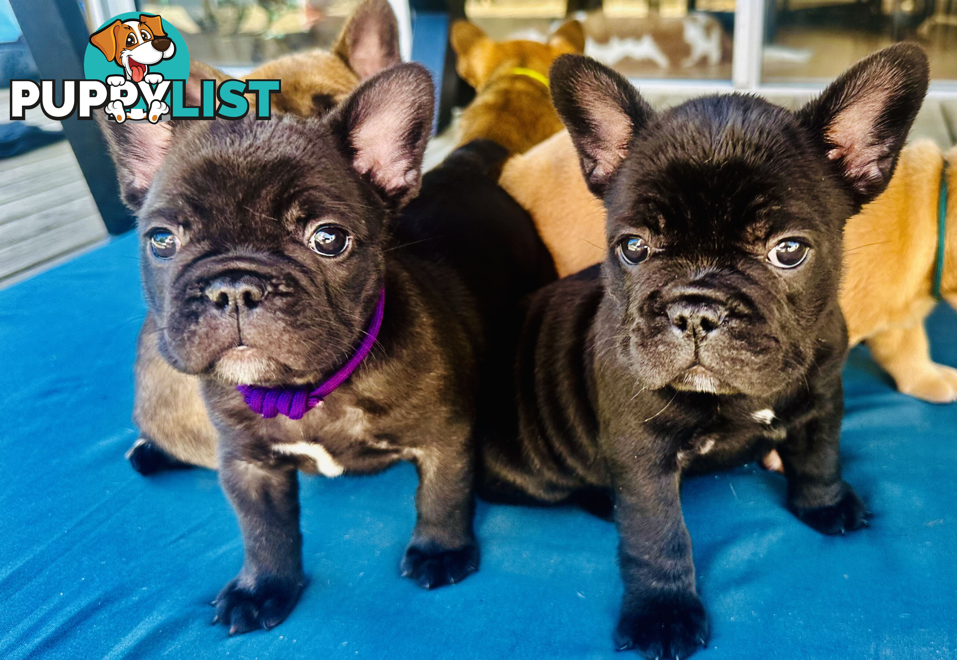 stunning French bulldog puppies @ACODEO purebred