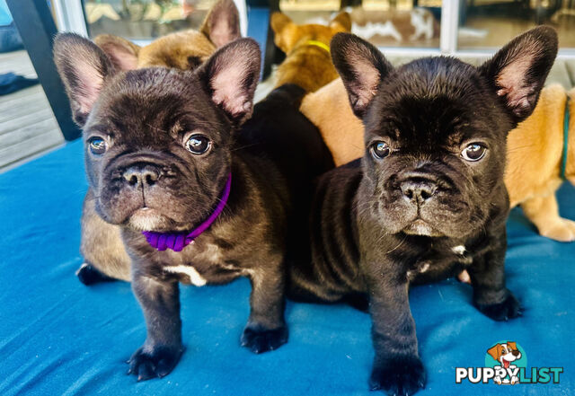 stunning French bulldog puppies @ACODEO purebred