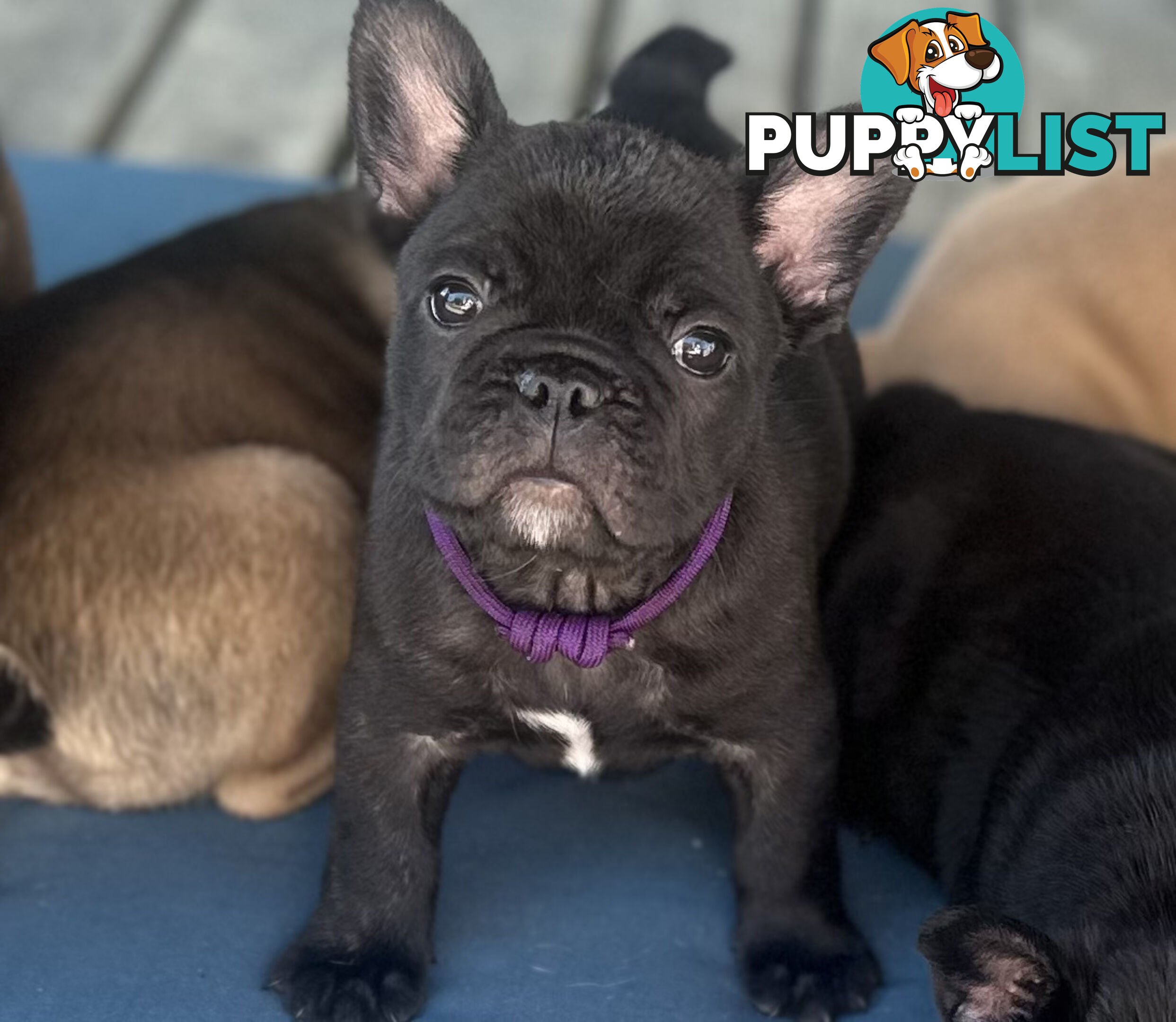 stunning French bulldog puppies @ACODEO purebred