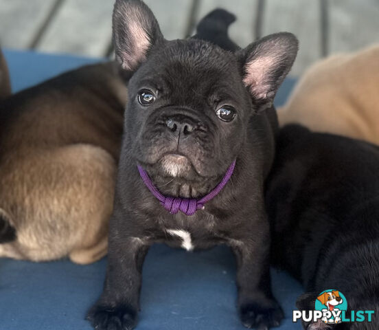 stunning French bulldog puppies @ACODEO purebred