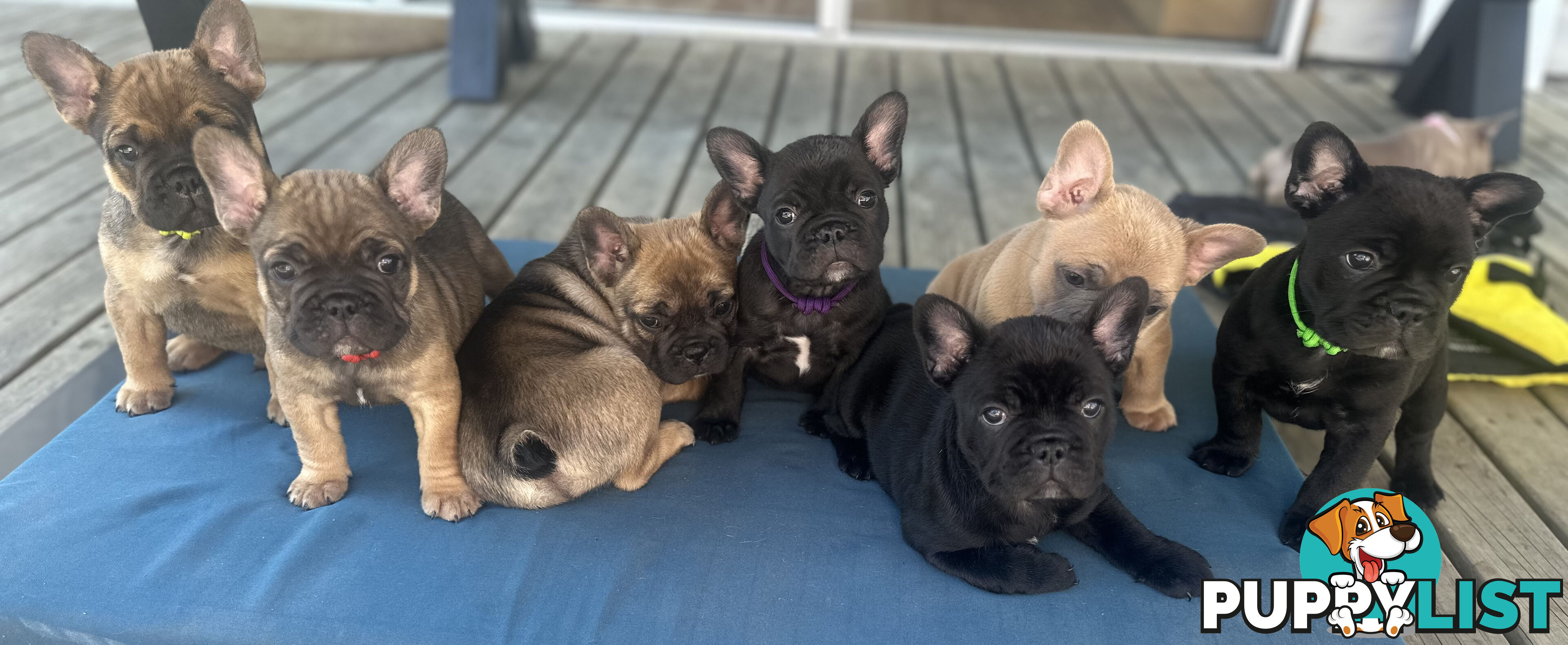 stunning French bulldog puppies @ACODEO purebred