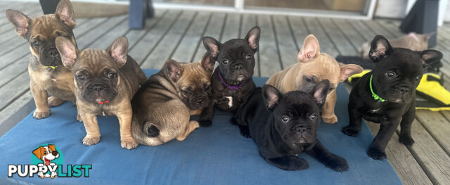 stunning French bulldog puppies @ACODEO purebred