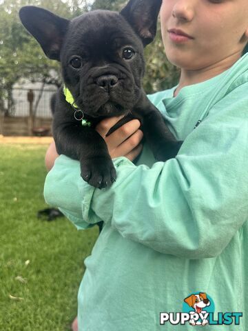 stunning French bulldog puppies @ACODEO purebred