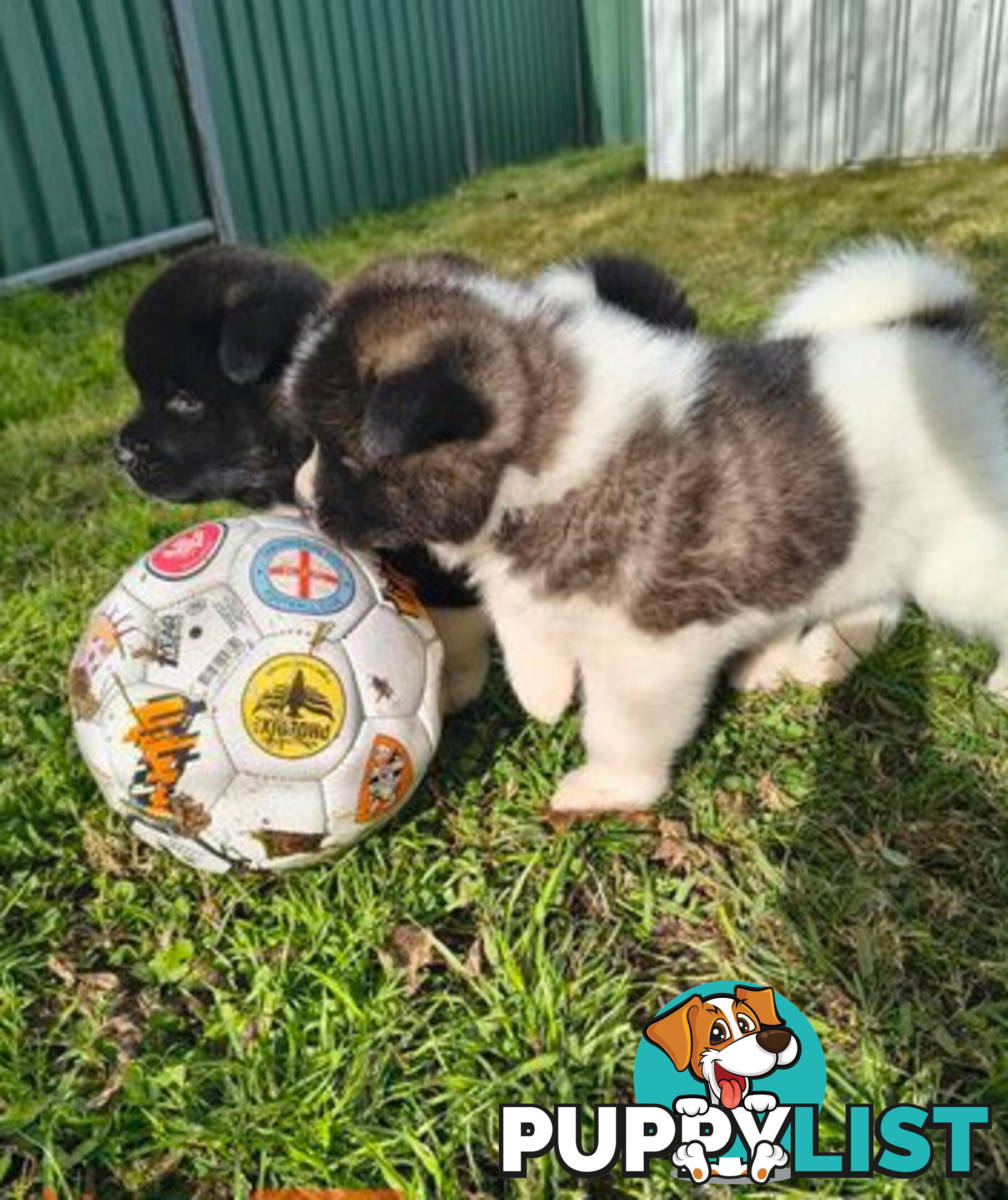 Purebred American Akita pups