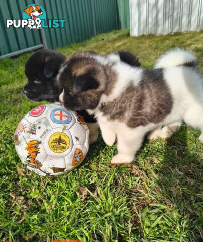 Purebred American Akita pups