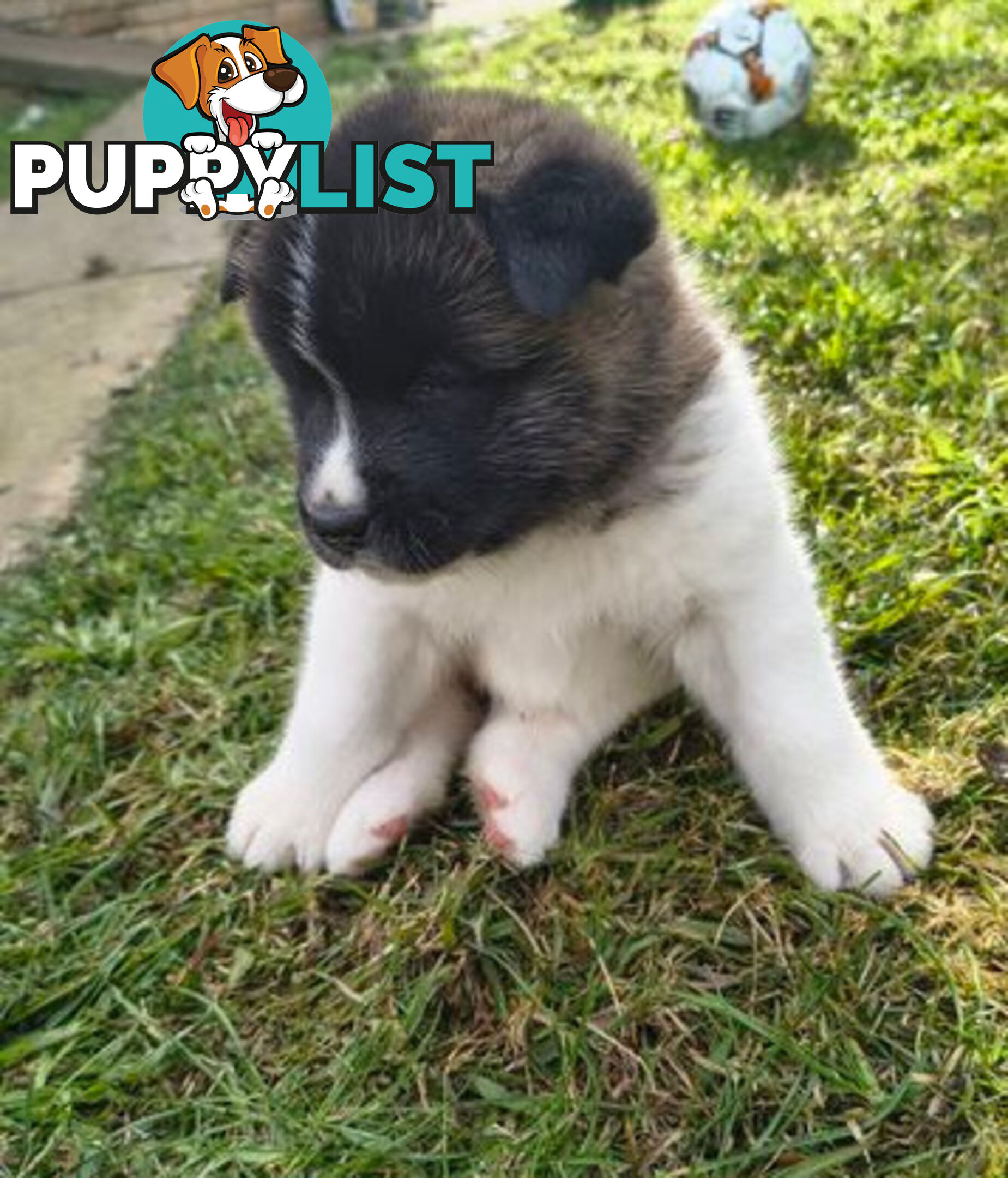 Purebred American Akita pups