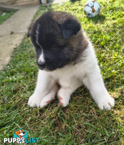 Purebred American Akita pups