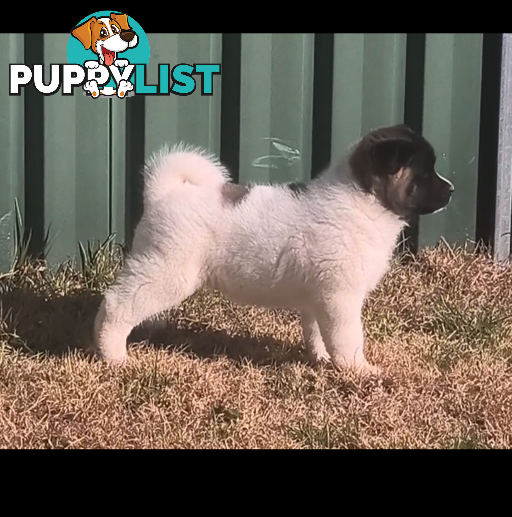Purebred American Akita pups