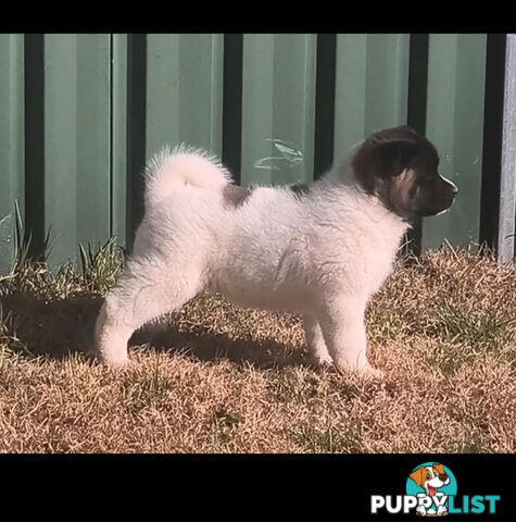 Purebred American Akita pups