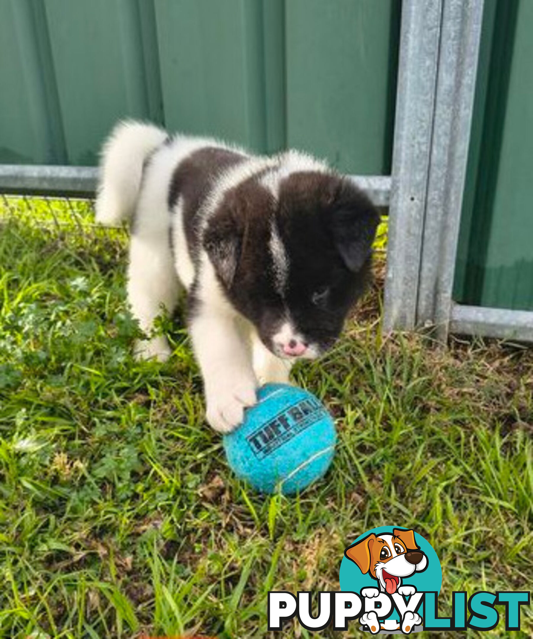 Purebred American Akita pups