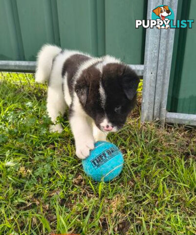 Purebred American Akita pups
