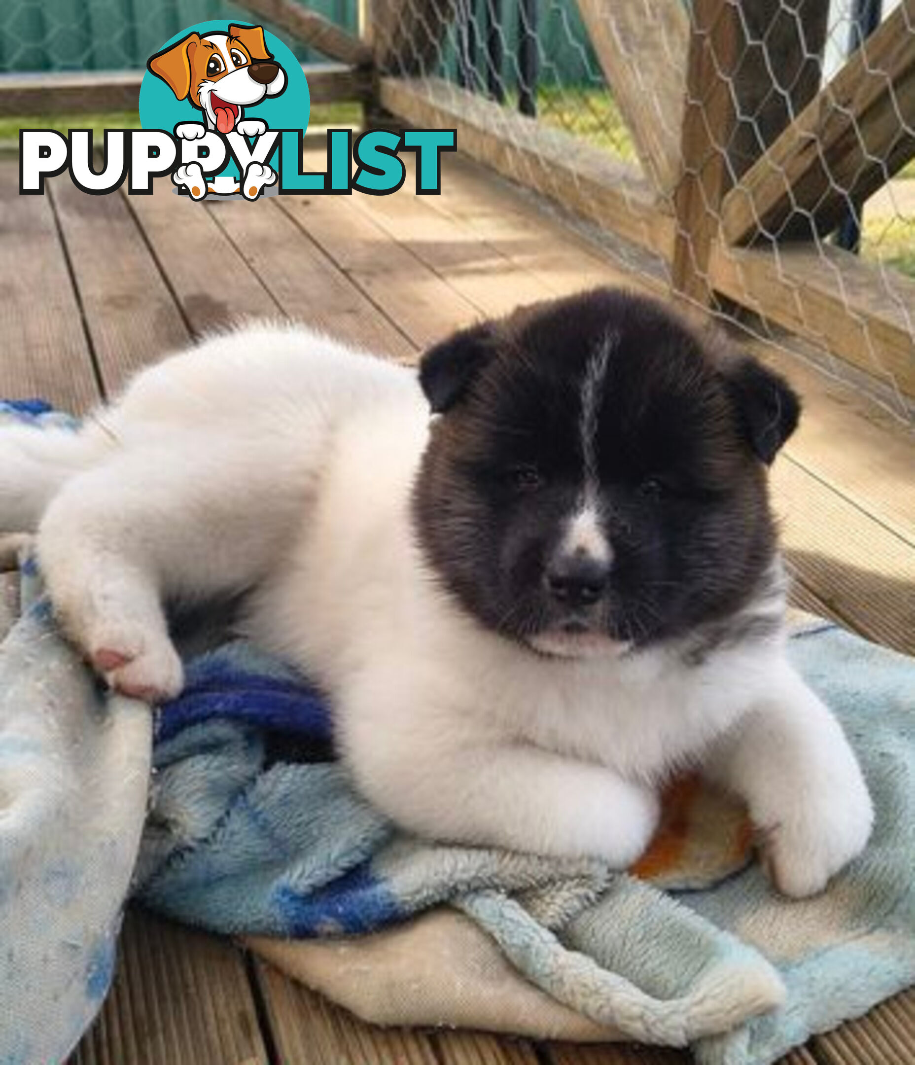 Purebred American Akita pups
