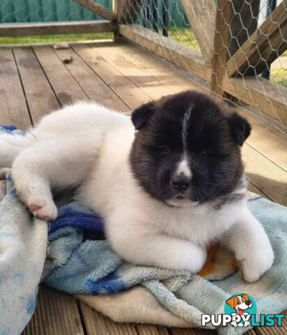 Purebred American Akita pups