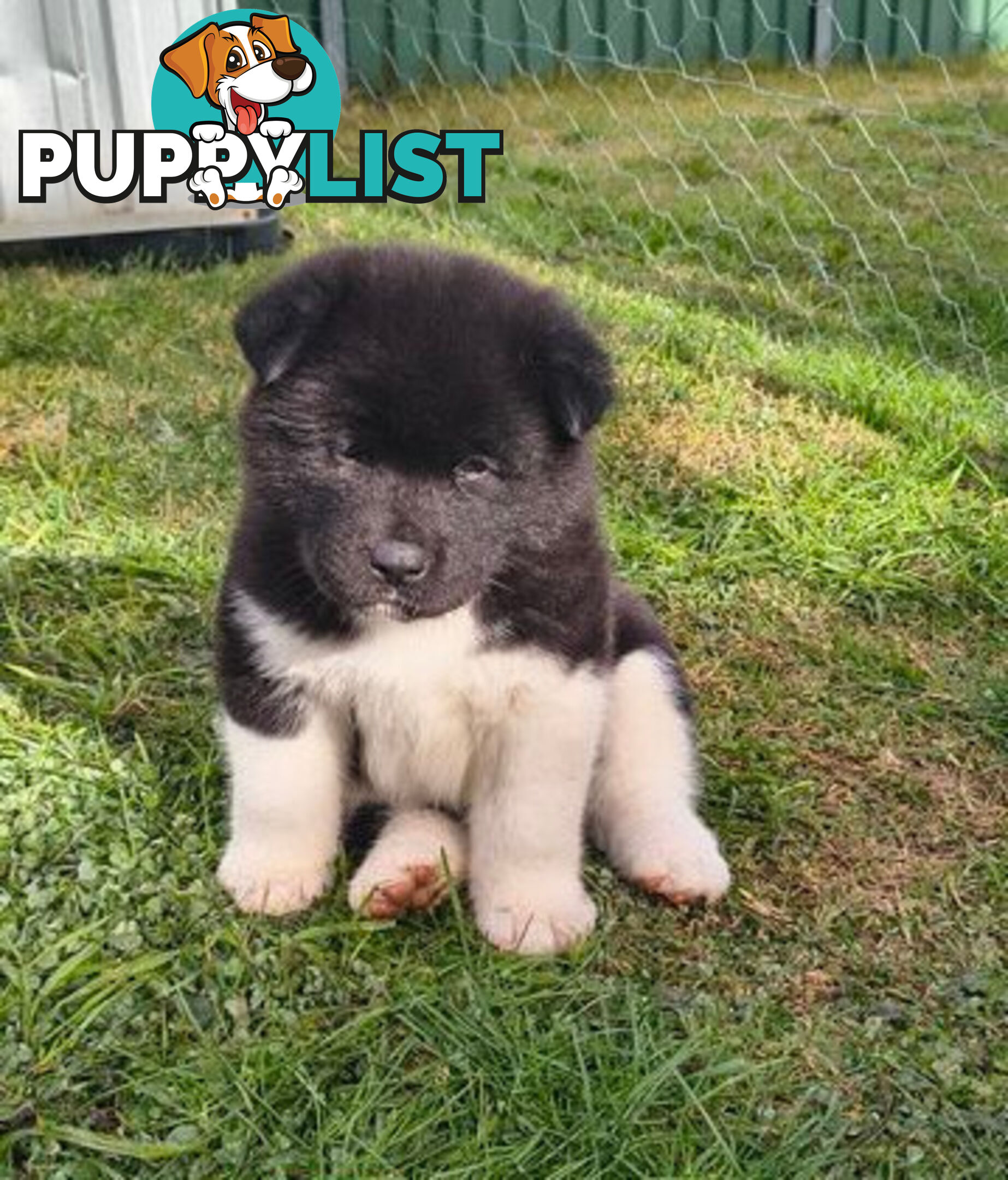 Purebred American Akita pups