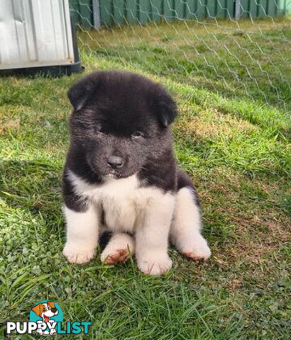 Purebred American Akita pups