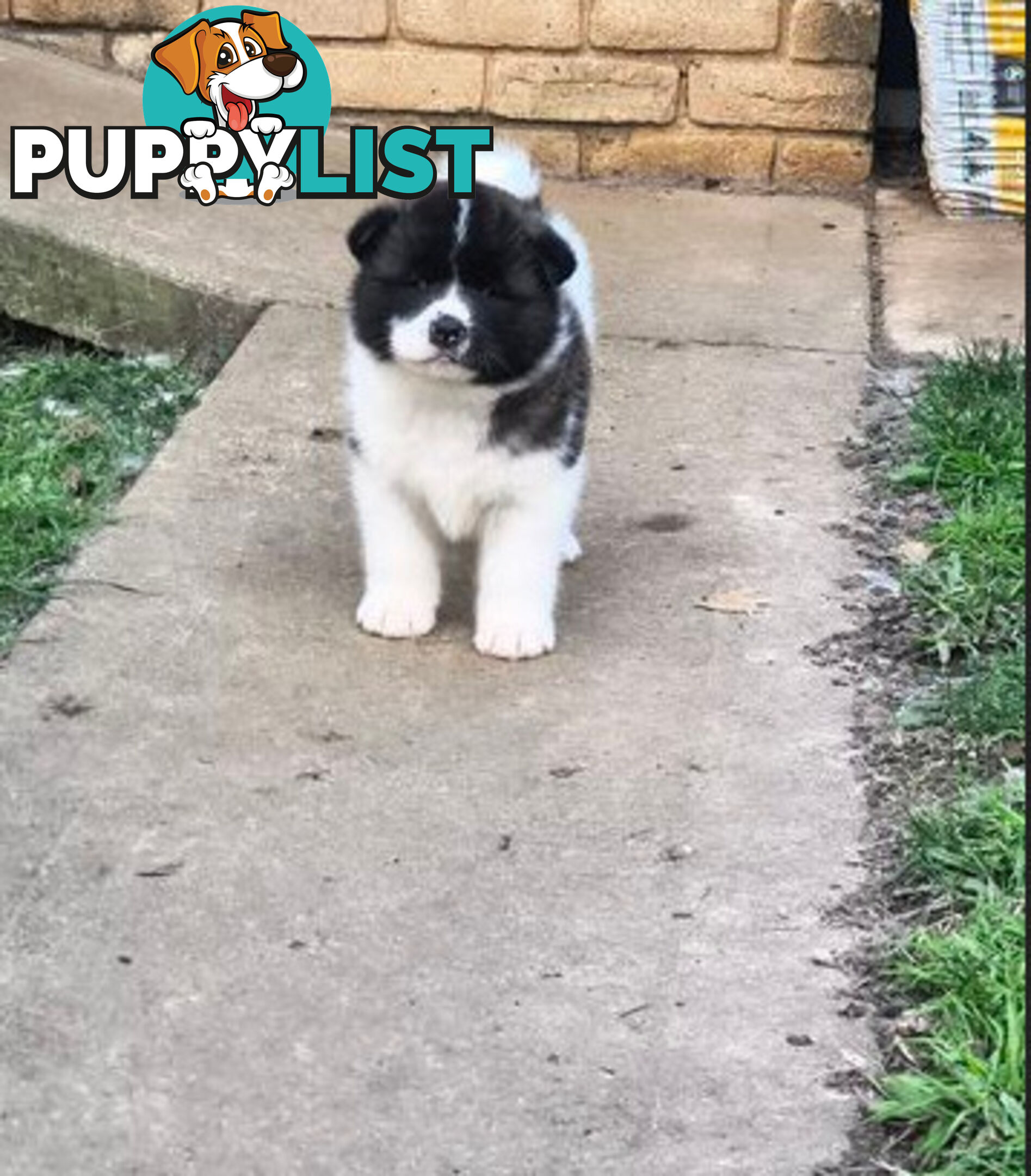 Purebred American Akita pups
