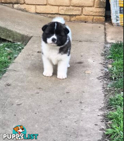 Purebred American Akita pups
