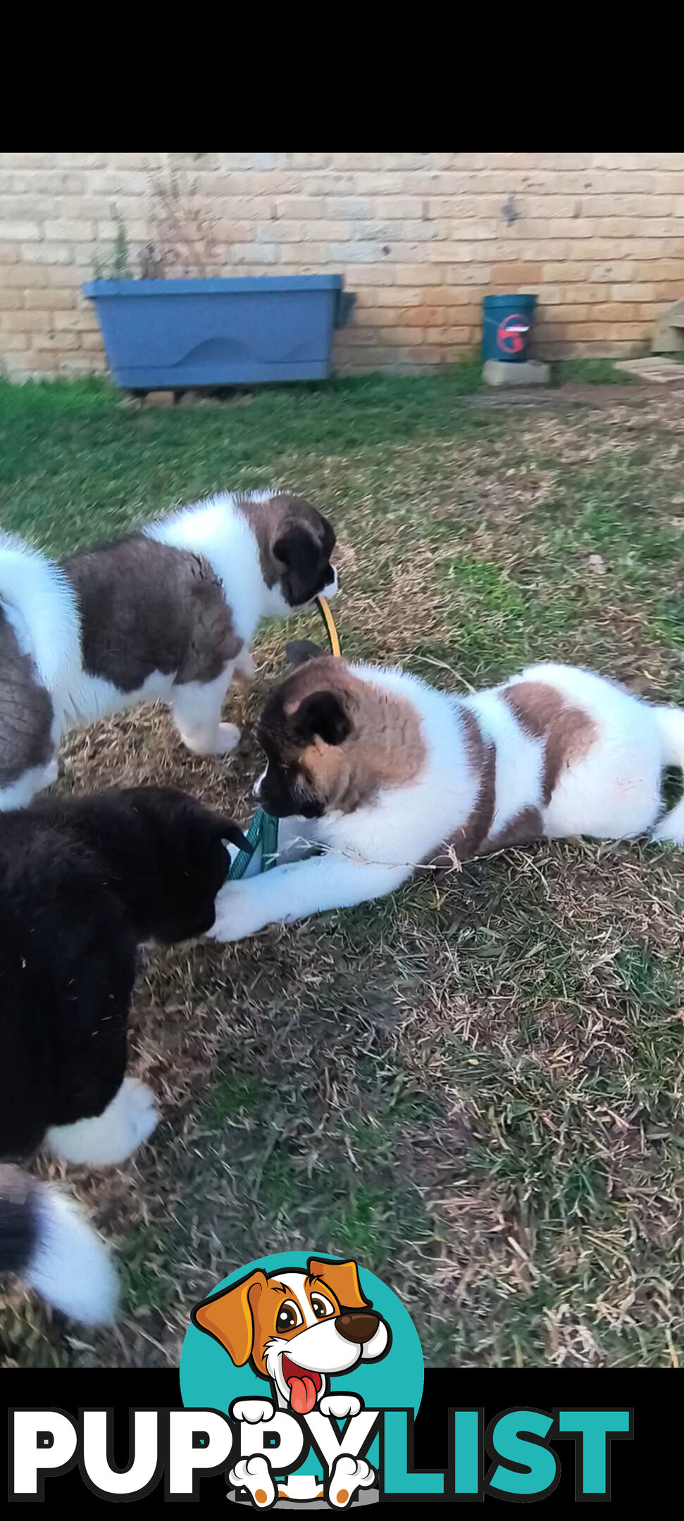 Purebred American Akita pups