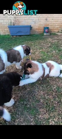 Purebred American Akita pups