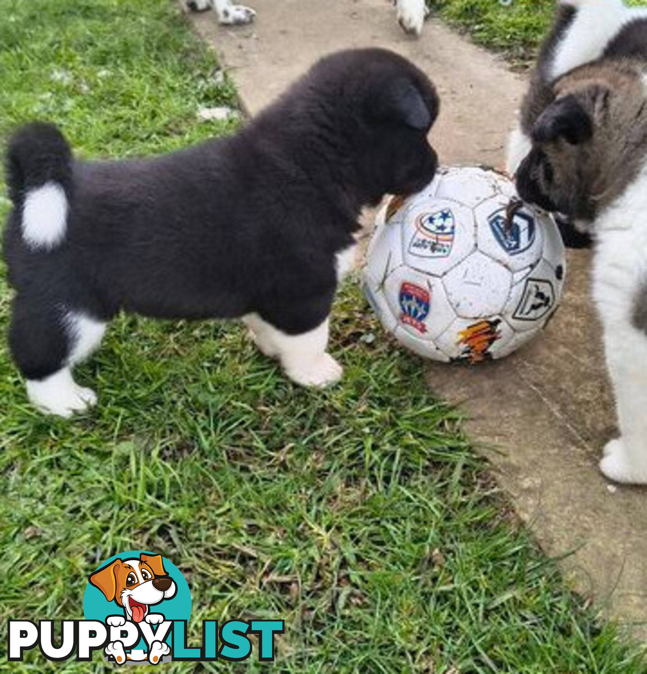 Purebred American Akita pups