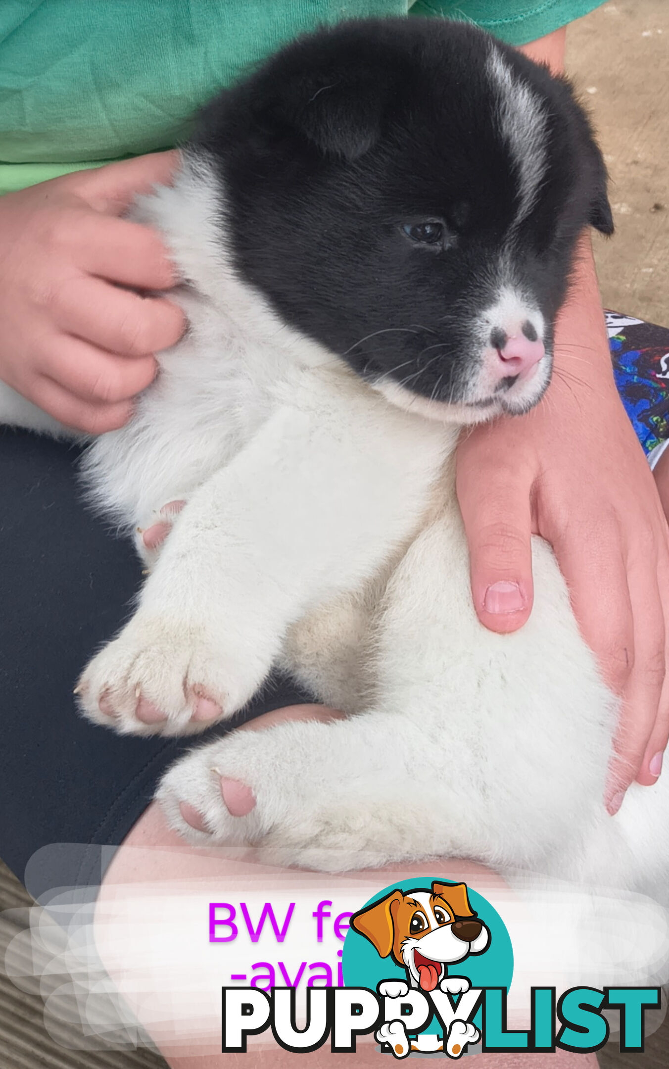Purebred American Akita pups