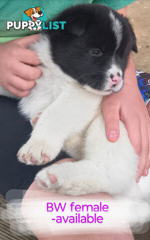 Purebred American Akita pups
