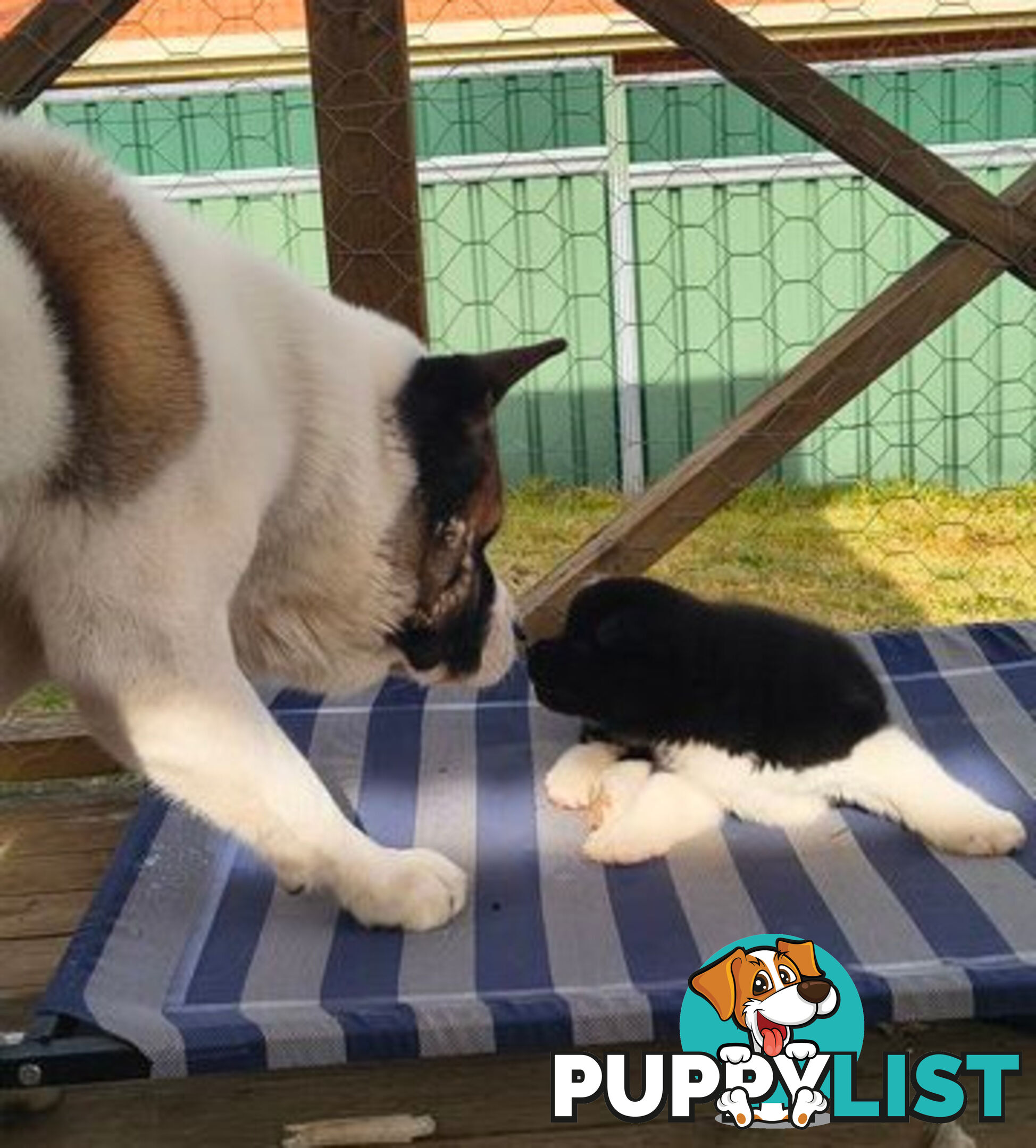 Purebred American Akita pups