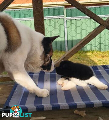 Purebred American Akita pups