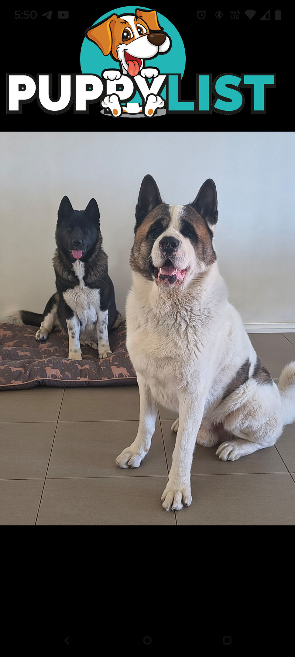 Purebred American Akita pups