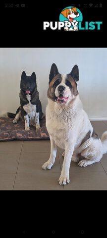 Purebred American Akita pups