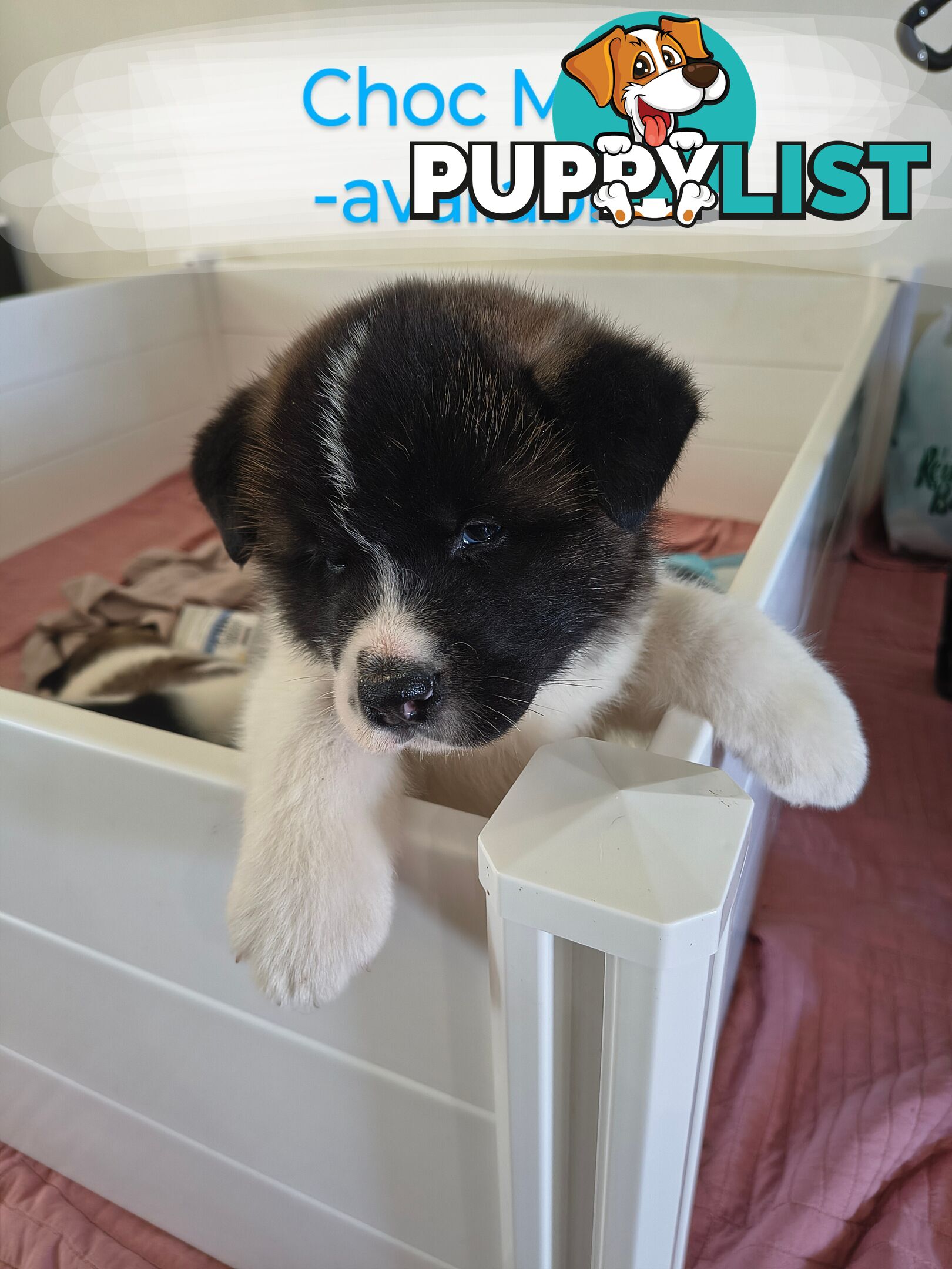Purebred American Akita pups