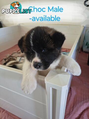 Purebred American Akita pups