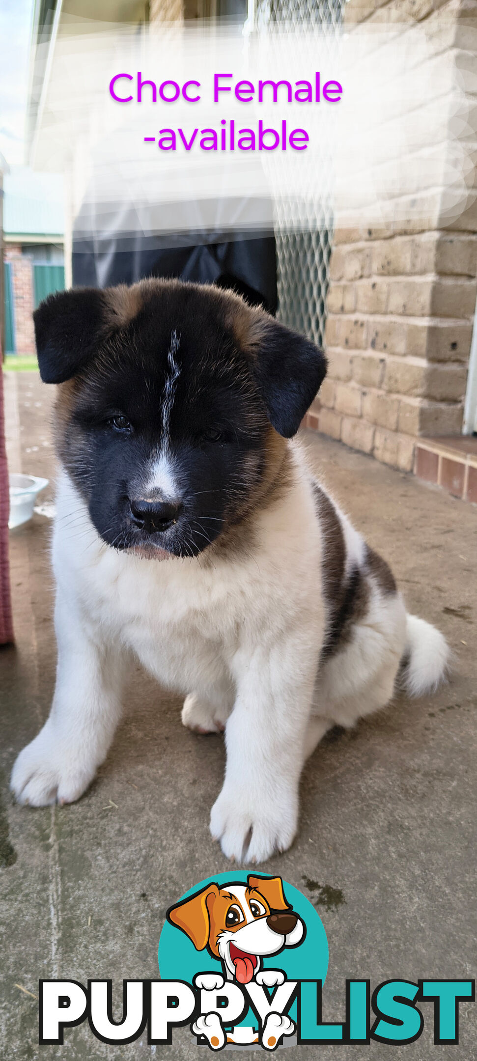Purebred American Akita pups
