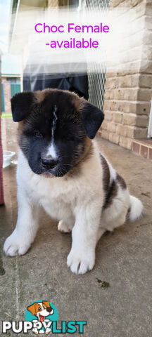 Purebred American Akita pups