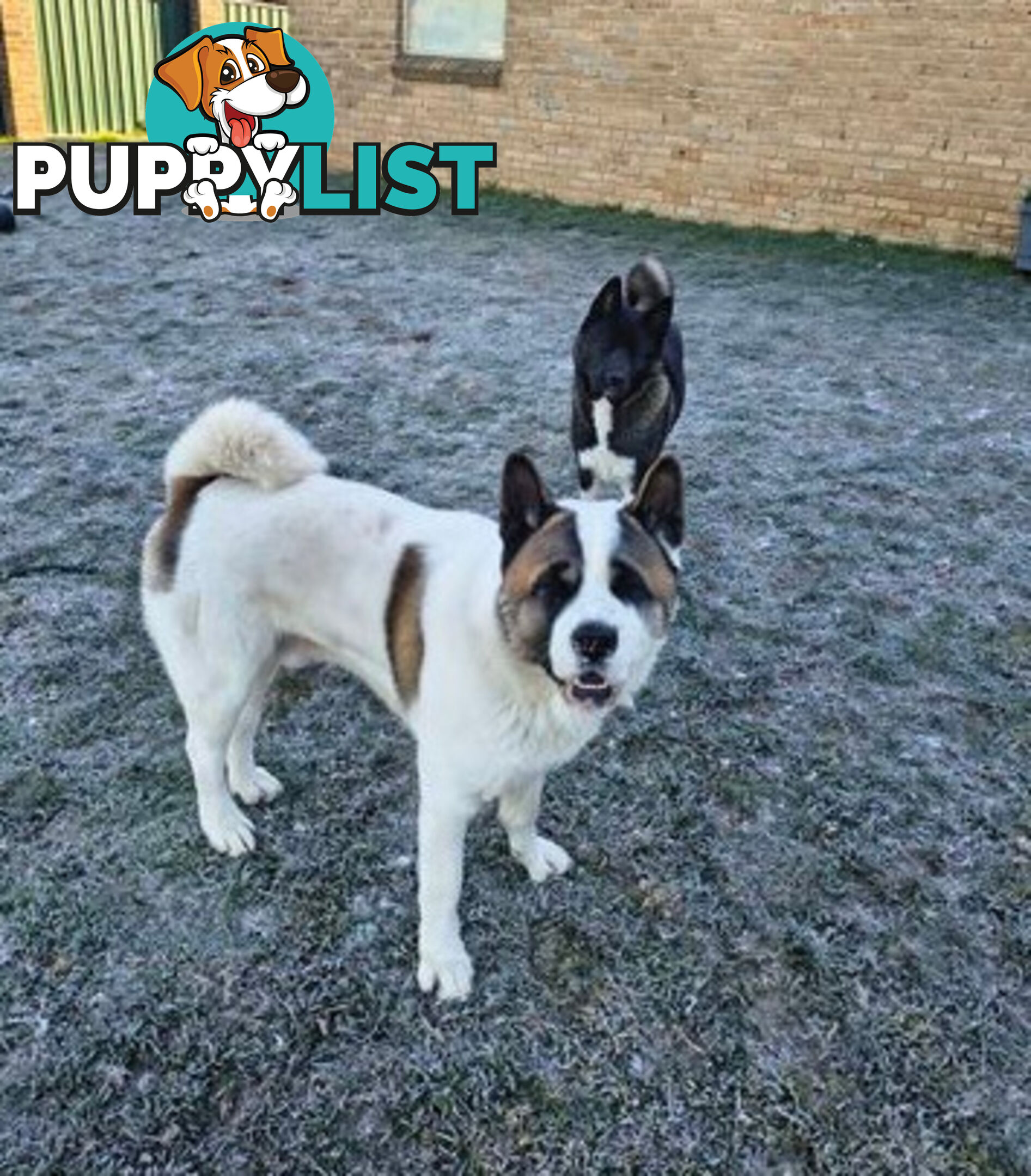 Purebred American Akita pups