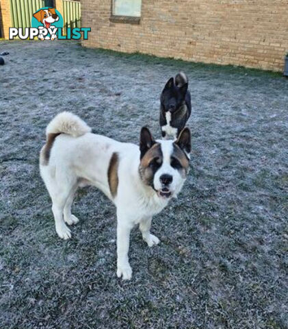 Purebred American Akita pups