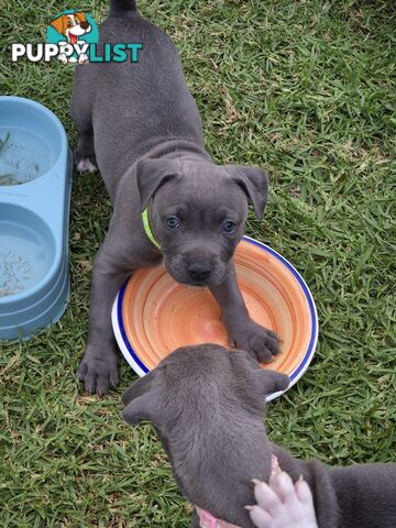 American Blue Staffys