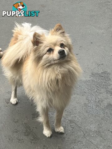 Pomeranian pups