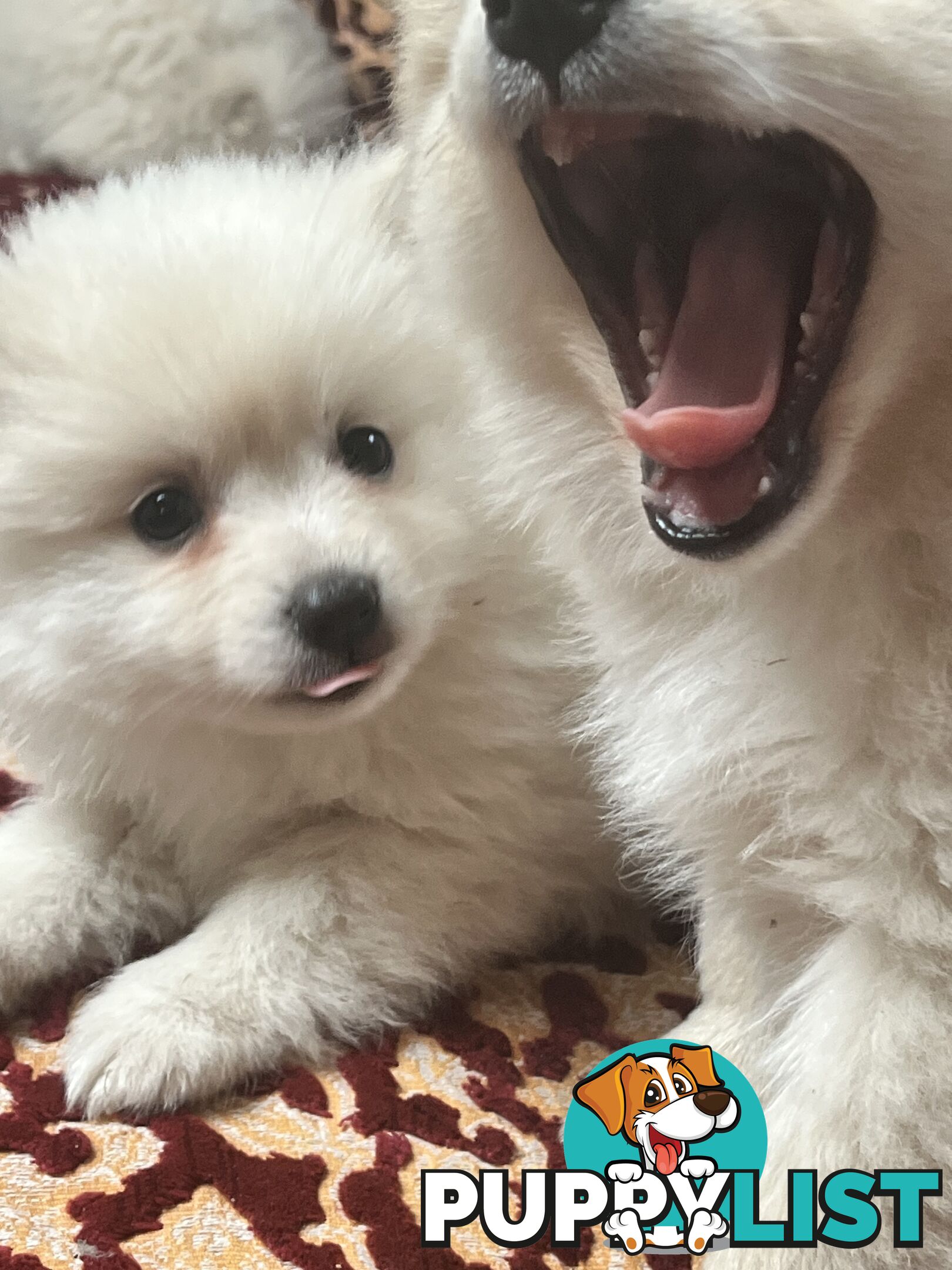 Pomeranian pups