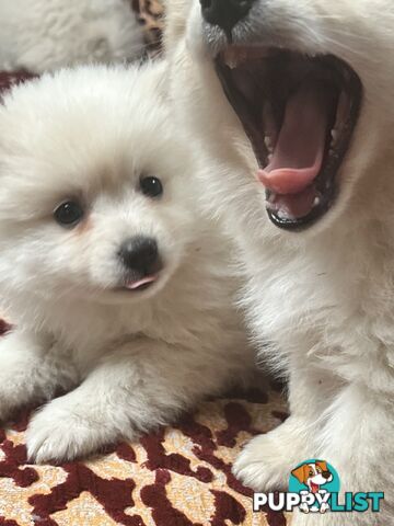 Pomeranian pups