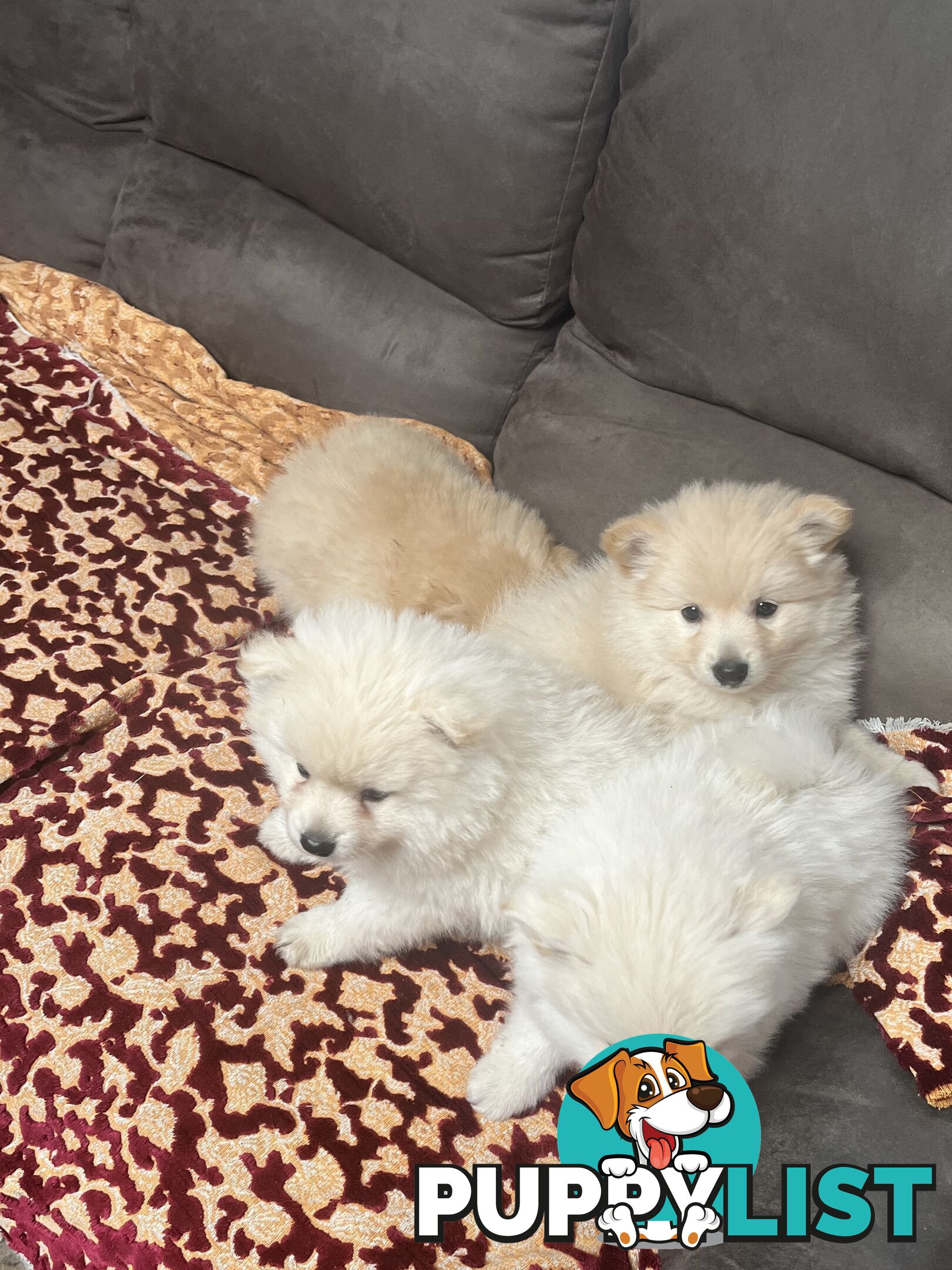 Pomeranian pups